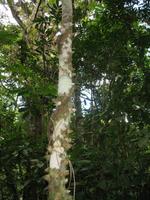 Wanderung im Guanayara Naturpark