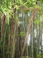 Wanderung im Guanayara Naturpark