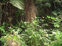 Wanderung im Guanayara Naturpark