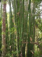 Wanderung im Guanayara Naturpark