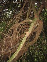 Wanderung im Guanayara Naturpark