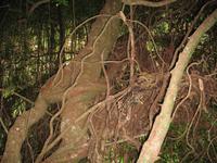 Wanderung im Guanayara Naturpark