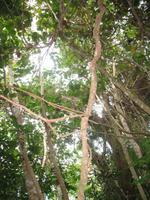 Wanderung im Guanayara Naturpark