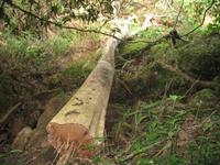 Wanderung im Guanayara Naturpark