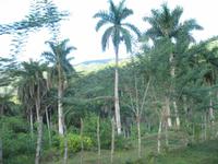 LKW-Fahrt vom Guanayara Naturpark