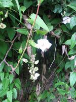 Casa Museo del Café im Guanayara Naturpark