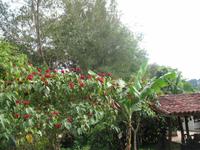 Casa Museo del Café im Guanayara Naturpark