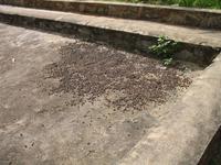 Casa Museo del Café im Guanayara Naturpark