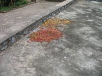 Casa Museo del Café im Guanayara Naturpark