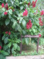 Casa Museo del Café im Guanayara Naturpark