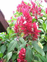 Casa Museo del Café im Guanayara Naturpark