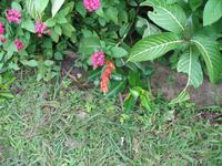 Casa Museo del Café im Guanayara Naturpark