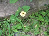 Casa Museo del Café im Guanayara Naturpark