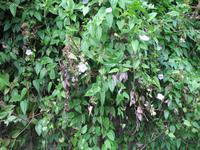 Casa Museo del Café im Guanayara Naturpark