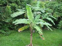 Casa Museo del Café im Guanayara Naturpark