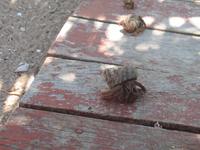 Krabbenwanderung auf der Insel Cayo Blanco de Zaza