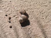 Krabbenwanderung auf der Insel Cayo Blanco de Zaza