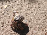 Krabbenwanderung auf der Insel Cayo Blanco de Zaza