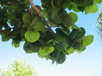 Mittagessen und Badeaufenthalt auf der Insel Cayo Blanco de Zaza