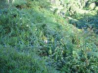 Ausblick von der Snack Bar Mirador del Hanabanilla