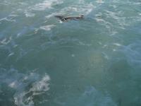 All-Inklusive-Aufenthalt im Hotel Memories Paraiso Beach Resort in Cayo Santa María