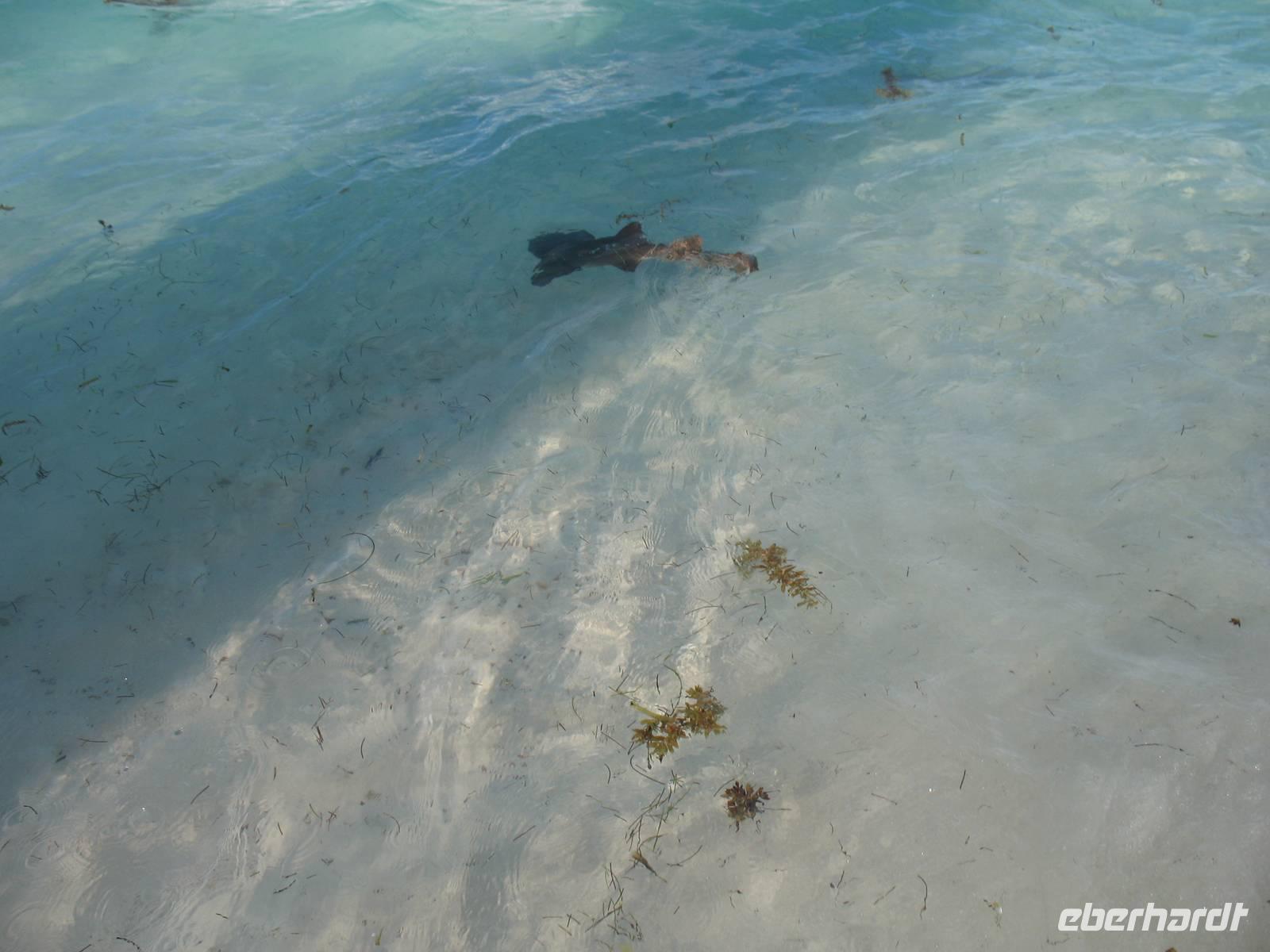 All-Inklusive-Aufenthalt im Hotel Memories Paraiso Beach Resort in Cayo Santa María