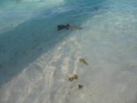 All-Inklusive-Aufenthalt im Hotel Memories Paraiso Beach Resort in Cayo Santa María