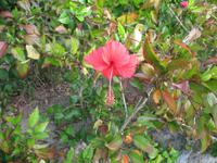 All-Inklusive-Aufenthalt im Hotel Memories Paraiso Beach Resort in Cayo Santa María