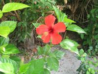 All-Inklusive-Aufenthalt im Hotel Memories Paraiso Beach Resort in Cayo Santa María