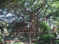 Oldtimerfahrt durch Havanna