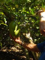 mit Luis durch den urwald