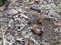 Rebhuhn mit Kokosnussschale