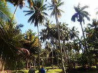 Spaziergang im Urwald