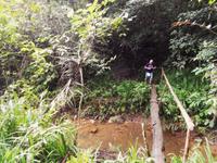 Auf Baumstämmen durch den Regenwald