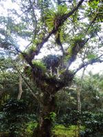 Baum mit Parasitenpflanzen