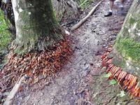 interessante Wurzeln