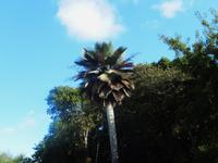 Palme im Jardin Botanico