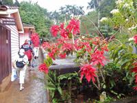 schöne Tropengewächse