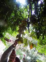 Sternfruchtpflücken