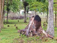 Termitenbaum in der Hotelanlage