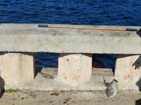 gefangener Fisch Havanna