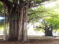 Park in Havannas Villenviertel