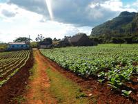 Besuch eines Tabakbauern