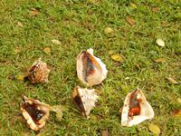 Muscheln bei der Höhle