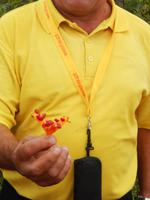 schöne tropische Blume