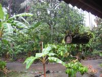 In der Kakaoplantage - leider regnet es