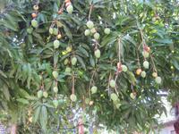 Mangobaum mit Früchten - leider sind sie noch nicht reif