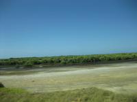 Mangrovenwälder an der Straße vom Hotel Brisas Trinidad del Mar nach Trinidad 