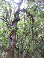 Im Parque Guanayara - Würgepflanze an einem Baum