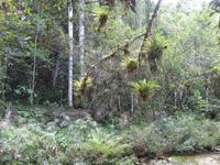 und noch einmal Bromelien